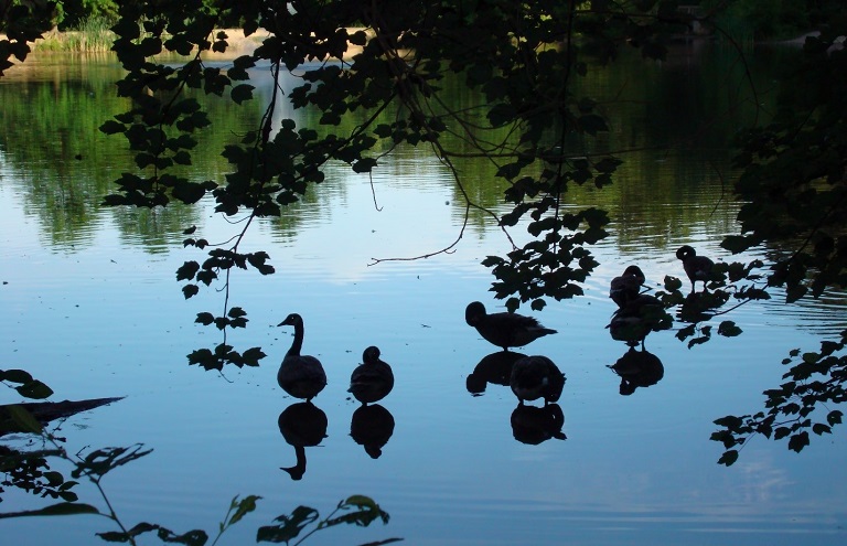 ducks in a lake