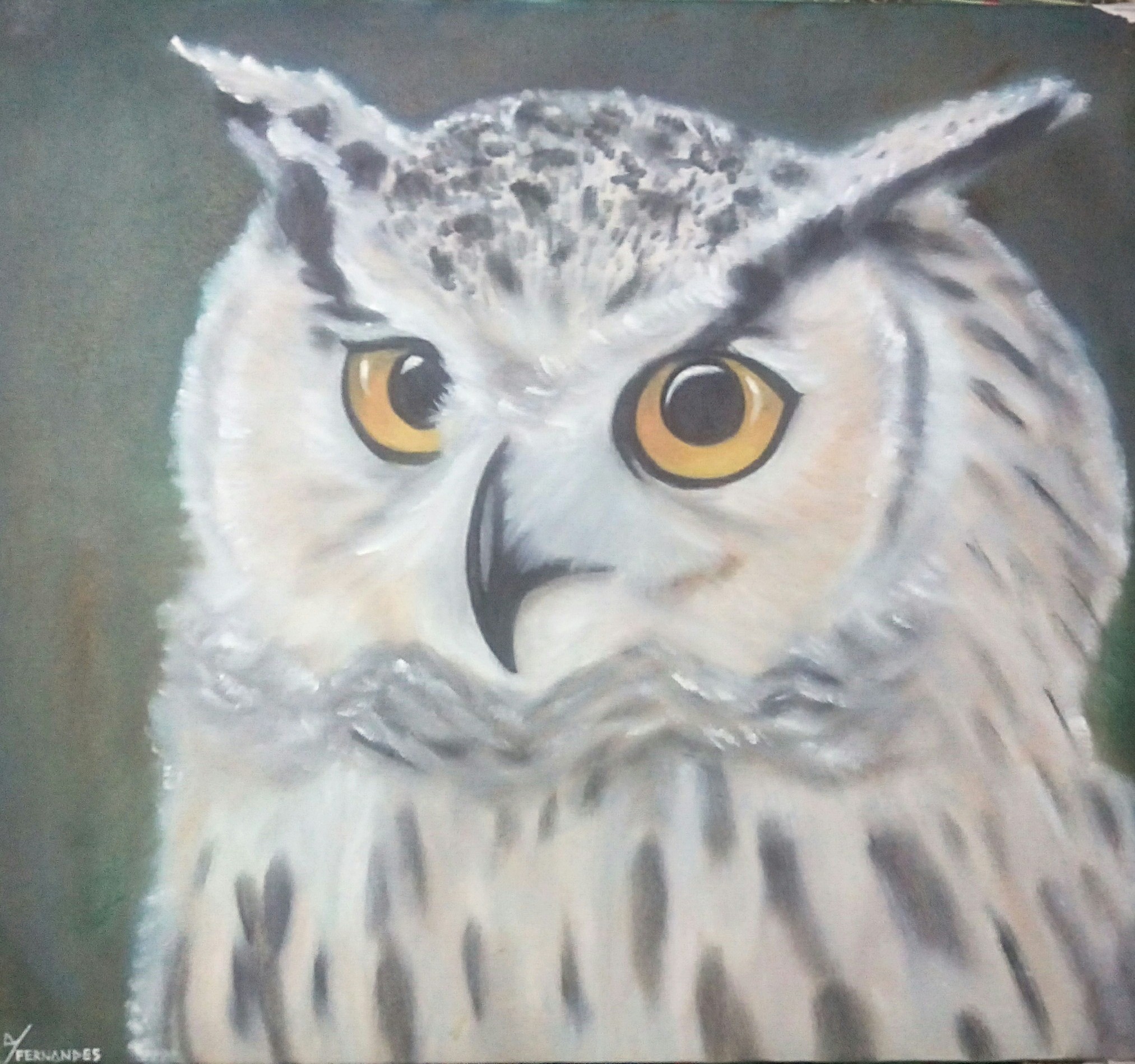 Endangered White Spotted Owl 12088