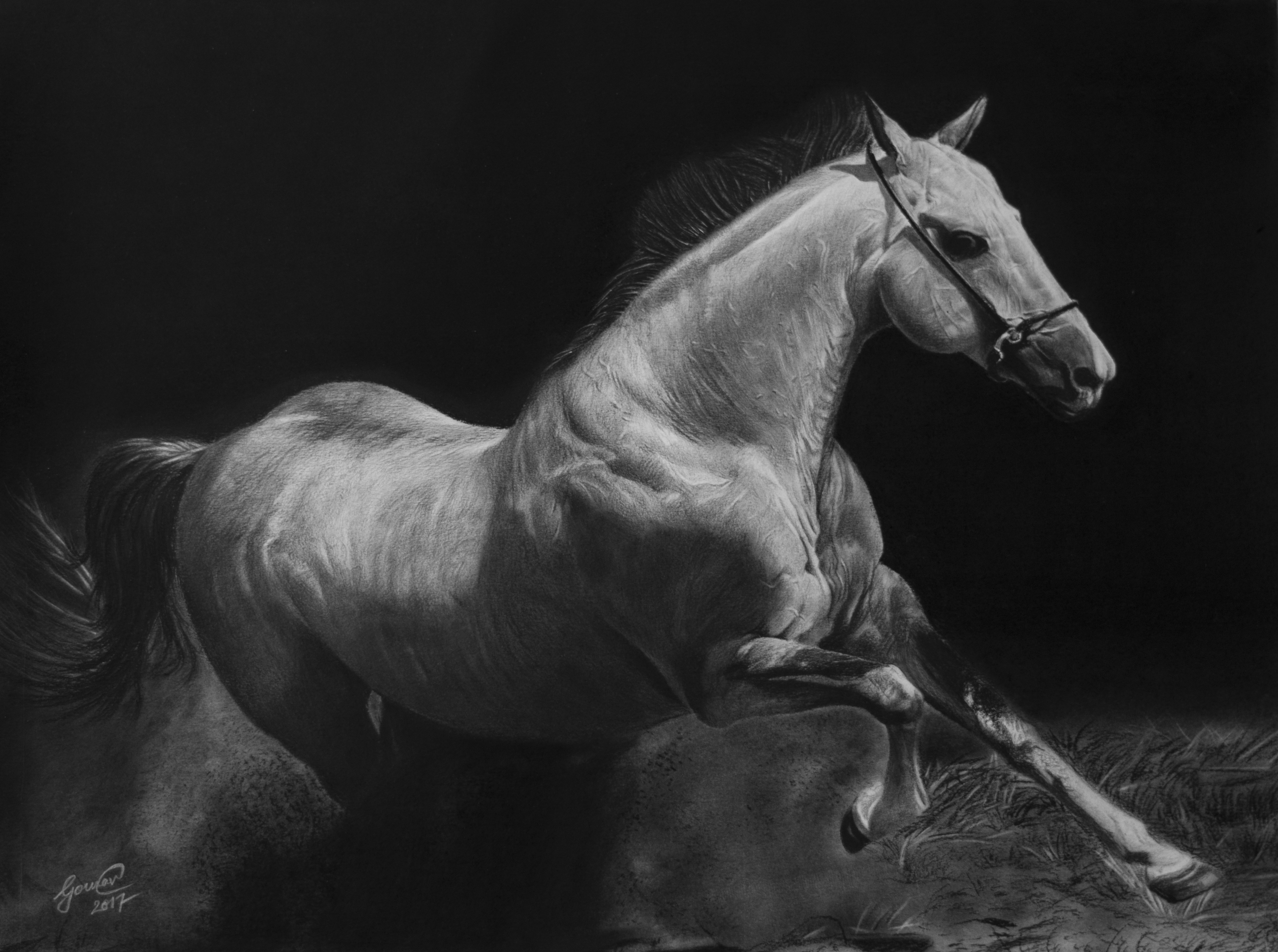 Horse 12353