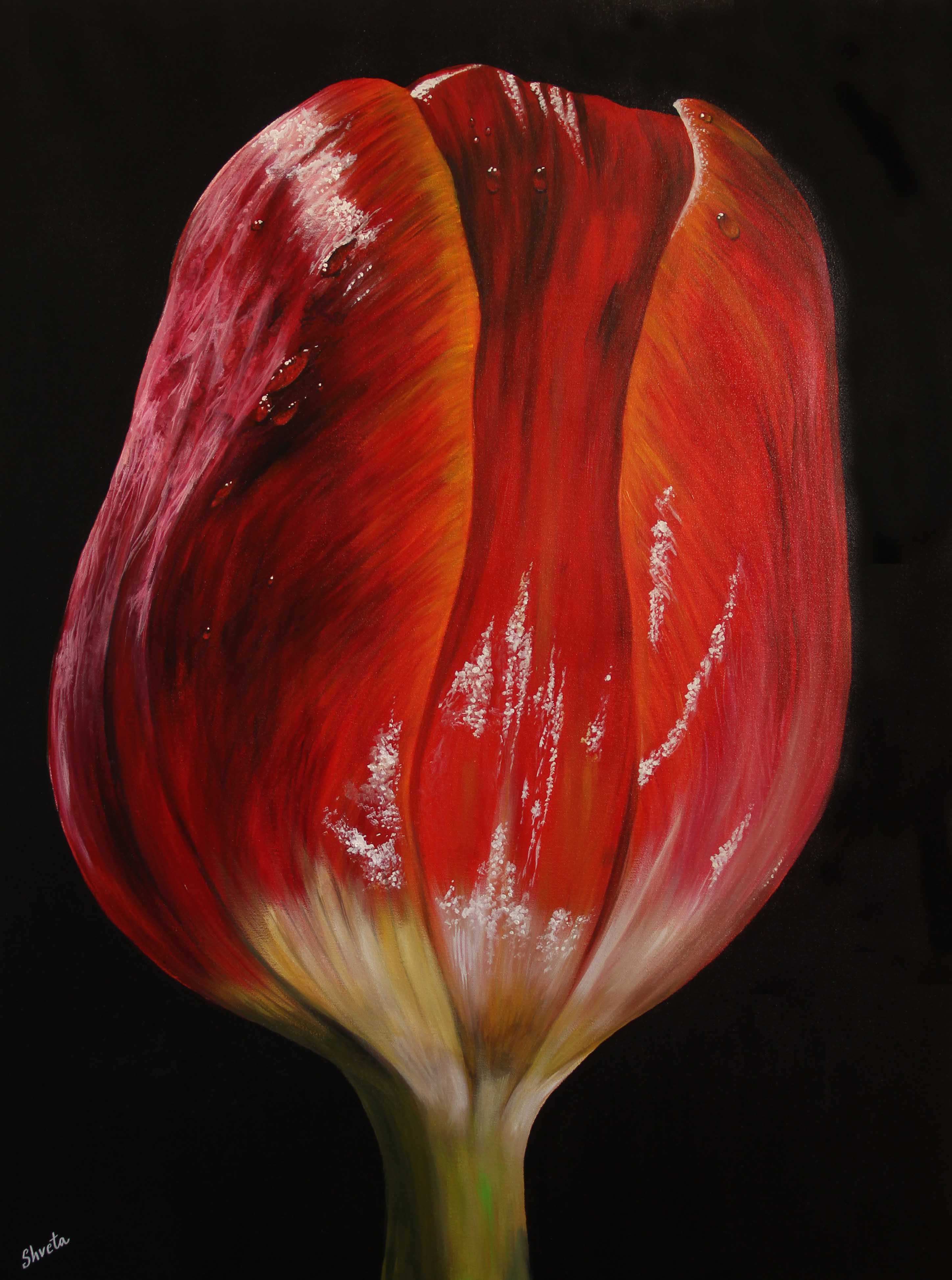 Tulip 15858