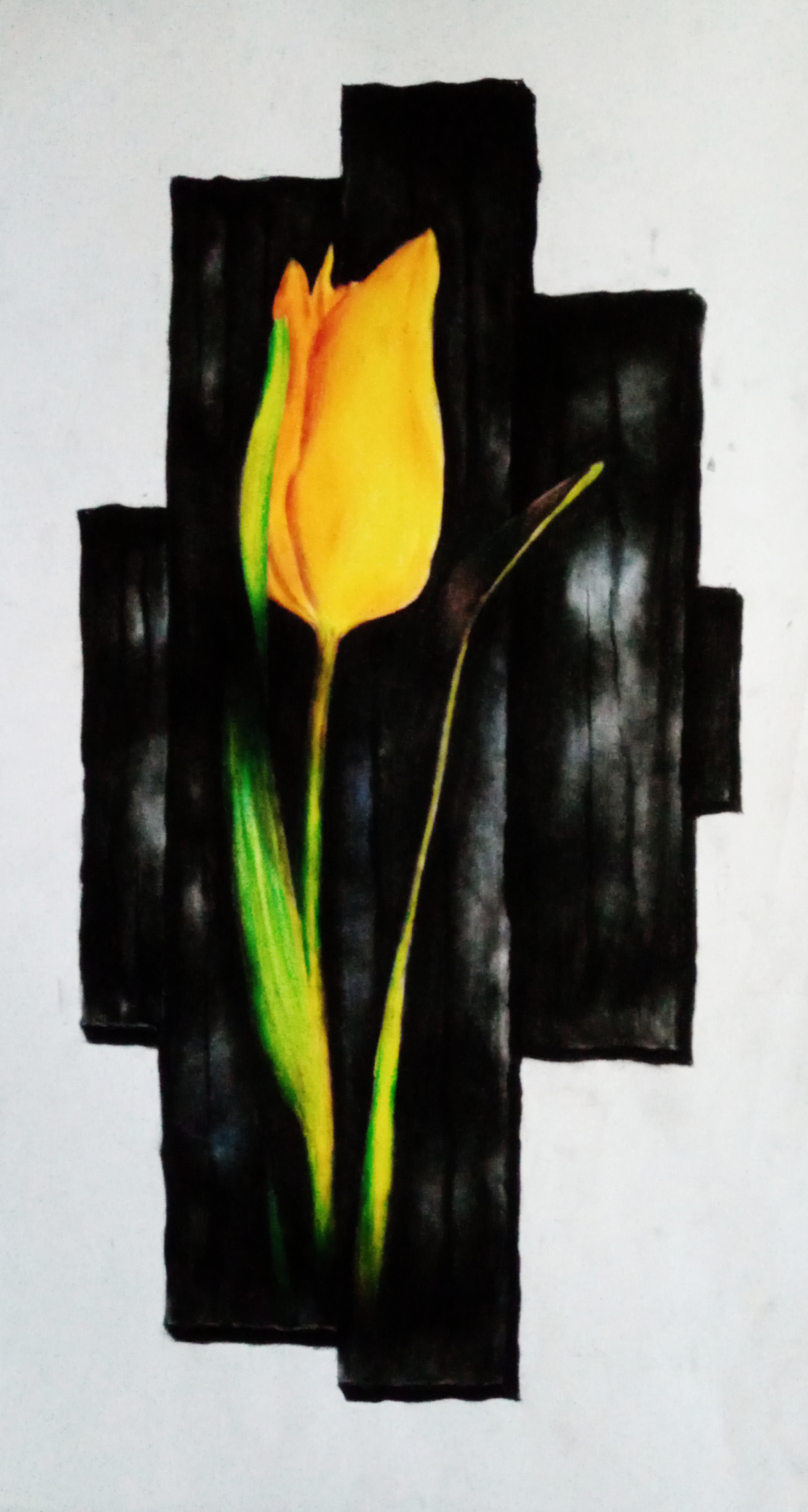 A tulip 16856