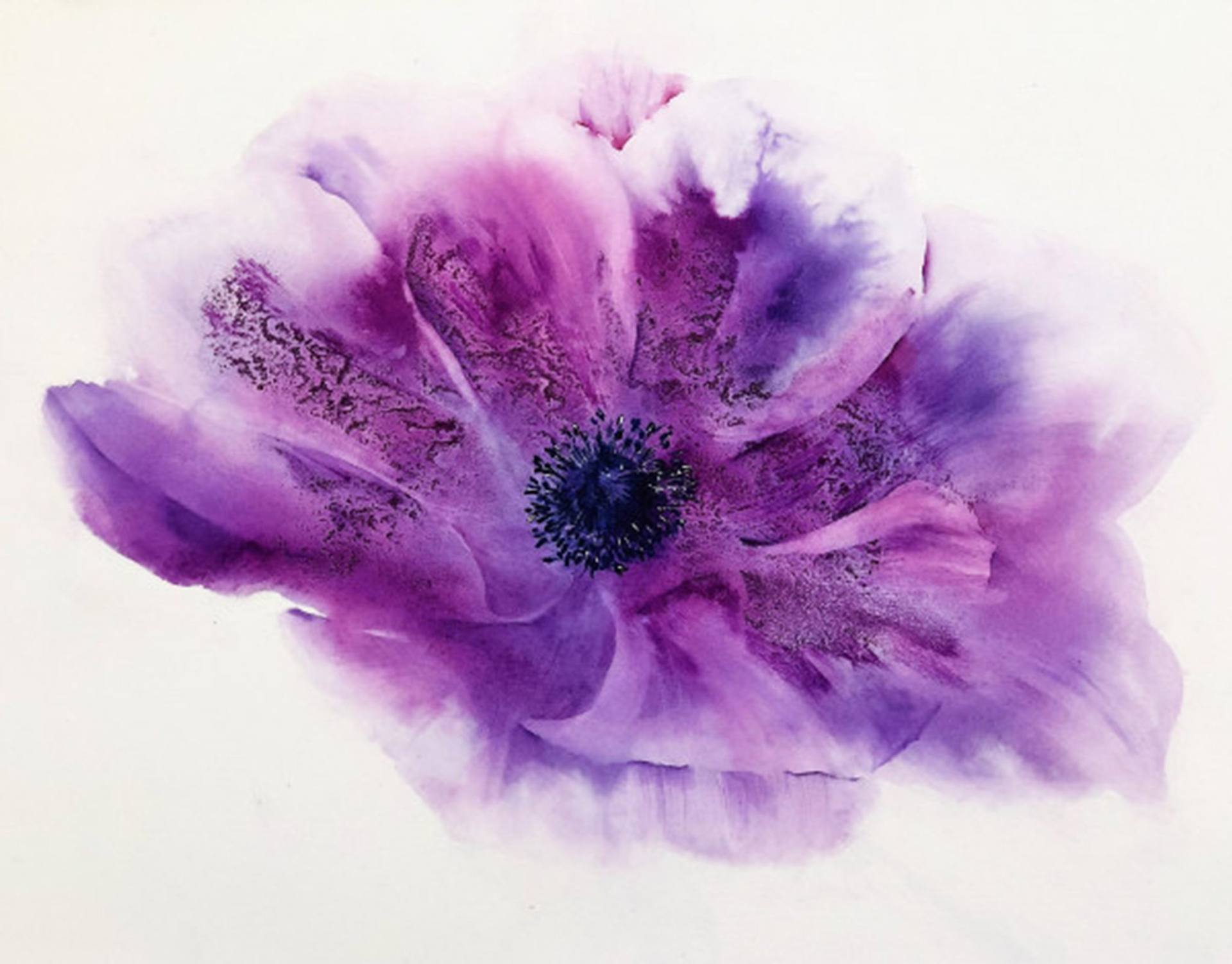 Purple Anemone 17681